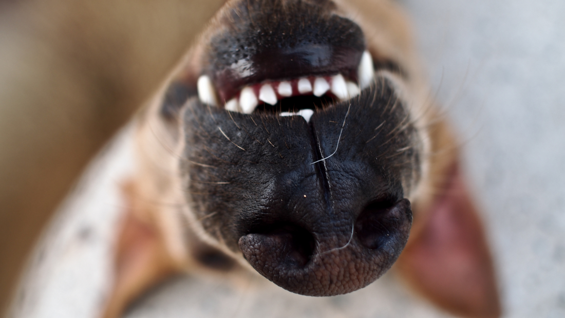 February Is Pet Dental Health Month