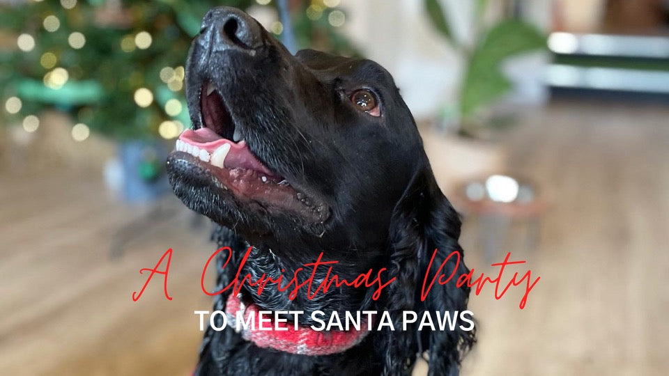 The Dog & Jones Christmas Party- Meet Santa Paws