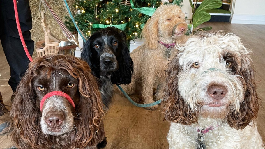 The EVEN BIGGER Group Festive Dog Walk