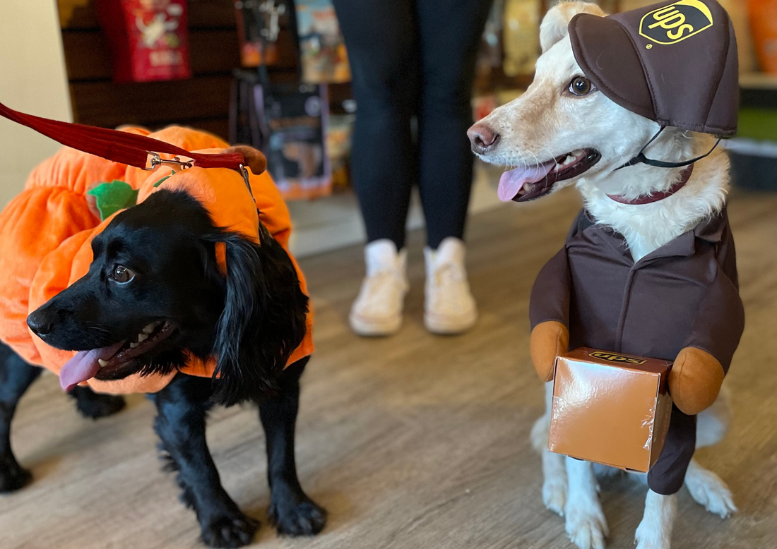 The Big Group Howl-o-ween Dog Walk🎃🐾