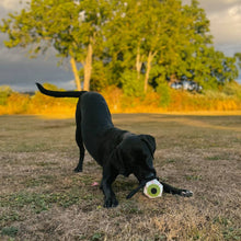 Load image into Gallery viewer, Green &amp; Wilds Eye-m watching you Eco Dog Toy
