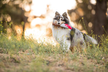Load image into Gallery viewer, P.L.A.Y Howling Haunts Doggy Dagger
